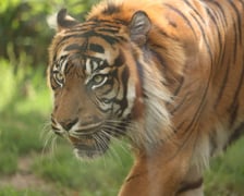 Wrocławskie ZOO. 27 lipca 2024 roku