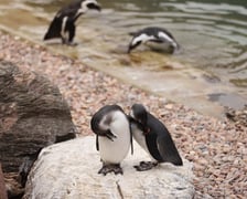 Wrocławskie ZOO. 27 lipca 2024 roku