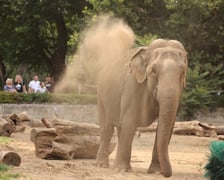 Wrocławskie ZOO. 27 lipca 2024 roku