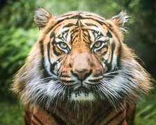 Tengah, tygrys sumatrzański z wrocławskiego zoo