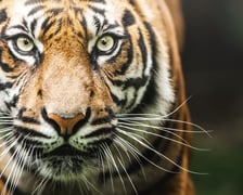 Tengah, tygrys sumatrzański z wrocławskiego zoo