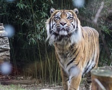 <p>Tengah, tygrys z wrocławskiego zoo</p>