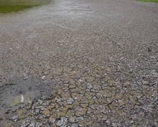 wysychający staw przy Kazimierskiej