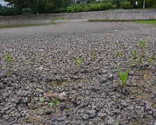 wysychający staw przy Kazimierskiej