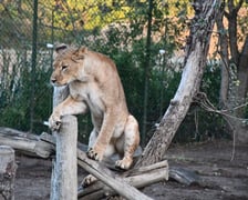 <p>Malkia, nowa lwica w zoo Wrocław</p>