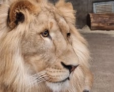 <p>Togo z Danii wkr&oacute;tce zamieszka w zoo Wrocław</p>