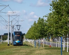 Młode drzewa przy ul. Kosmonautów