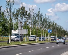 Młode drzewa przy ul. Kosmonautów