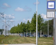 Młode drzewa przy ul. Kosmonautów