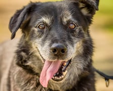 <p class="MsoNormal">Psia seniorka, kt&oacute;ra wr&oacute;ciła z adopcji. Berta ma mocny charakter i jest psią jedynaczką. Do ludzi miła i nadal w dobrej formie &ndash; chętna do spacer&oacute;w, głaskania. Uwielbia towarzystwo człowieka.</p>