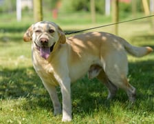 <p>Około 5-letni labrador biszkoptowy. Do schroniska trafił po starym wypadku &ndash; ma w efekcie problem z poruszaniem się. Bieber jest radosny, wylewny i uwielbia spacery, zwłaszcza w połączeniu z kąpielami.</p>