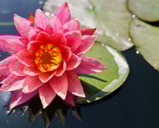 Ogród Botaniczny UWr