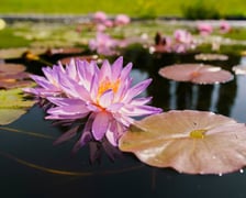 Ogród Botaniczny UWr
