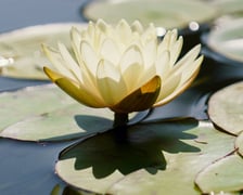 Ogród Botaniczny UWr