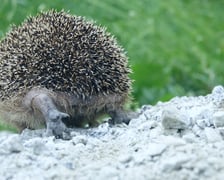 Jeż pod opieką Ekostraży