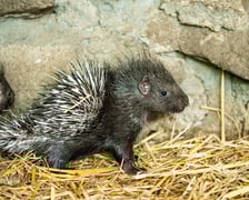 Jeżozwierze indyjskie z wrocławskiego zoo