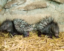 Jeżozwierze indyjskie z wrocławskiego zoo