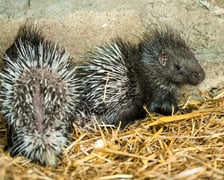 Jeżozwierze indyjskie z wrocławskiego zoo