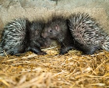 Jeżozwierze indyjskie z wrocławskiego zoo