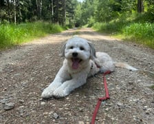 Wulkan energii, kocha wszystkich i ze wszystkimi chce się bawić :) W weekendy prawdziwy śpioch :) Przygarnięty ze schroniska jako 2 miesięczny okruszek ale już nie pamięta, że tam był :)