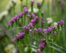 <p>Ogr&oacute;d Botaniczny we wrześniu&nbsp;</p>