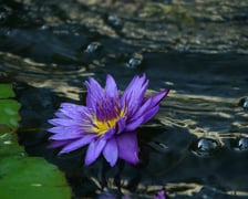 <p>Ogr&oacute;d Botaniczny we wrześniu. Kwitną lilie wodne</p>