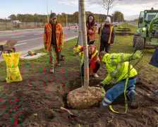 Sadzenie dużych drzew na ul. Kosmonautów w listopadzie 2023 roku. Miały one ponad 30 cm obwodu, podobnie jak te, które będą sadzone niebawem