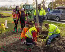 Sadzenie dużych drzew na ul. Kosmonautów w listopadzie 2023 roku. Miały one ponad 30 cm obwodu, podobnie jak te, które będą sadzone niebawem