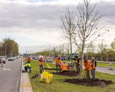 Sadzenie dużych drzew na ul. Kosmonautów w listopadzie 2023 roku. Miały one ponad 30 cm obwodu, podobnie jak te, które będą sadzone niebawem