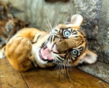Czworaczki z wrocławskiego zoo - małe tygrysy sumatrzańskie