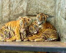 Czworaczki z wrocławskiego zoo - małe tygrysy sumatrzańskie