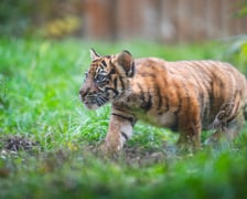 Czworaczki z wrocławskiego zoo - małe tygrysy sumatrzańskie