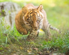 Czworaczki z wrocławskiego zoo - małe tygrysy sumatrzańskie