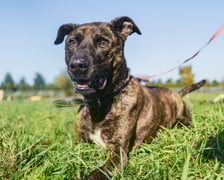 <p>Eli ma ok. 7 lat. Trafił do schroniska jako znaleziony. Bardzo ufny, otwarty i wesoły. Z innymi psami może się dogadać, ale bywa konfliktowy, więc polecany do domu jako jedynak. Eli uwielbia piłki, smaczki. Pięknie wykonuje podstawowe komendy.</p>