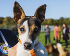 <p>Deni to 12-letnia suczka w typie Jack Russell Terrier. Do schroniska trafiła po śmierci właściciela. Deni nie widzi. Zdarza jej się w gonitwie lub emocjach zahaczyć o przedmioty na drodze. To suczka ppełna energii, wesoła, kontaktowa,. Dobrze dogaduje się z innymi psami wsp&oacute;lnie spacerując, ale bywa zazdrosna o uwagę opiekuna.</p>
