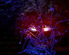 Wieczorne, dyniowe iluminacje w Ogrodzie Botanicznym