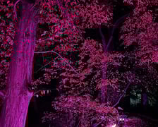Wieczorne, dyniowe iluminacje w Ogrodzie Botanicznym