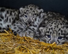 Młode pantery śnieżne z wrocławskiego zoo - zdjęcie z 2023 roku