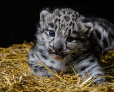 Młoda pantera śnieżna z wrocławskiego zoo - zdjęcie z 2023 roku
