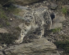 Pantery śnieżne z wrocławskiego zoo