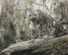 Pantery śnieżne z wrocławskiego zoo