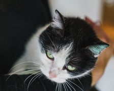 <p>2-letnia Fiona poleca się do adopcji. To kotka bardzo towarzyska i kontaktowa. Chce być w centrum uwagi. Fionka ma charakterek. Nie przepada za innymi kotami.</p>