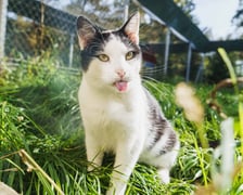 <p>Kiwi ma ok. 8 lat. Był kotem wolno żyjącym, ale pięknie się oswaja w schronisku. Kiwi uwielbia inne koty. Ma lekkie zaburzenia neurologiczne.</p>
