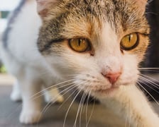 <p>Ok. 8-letnia Fruzia bardzo długo czeka na dom w schronisku. To kontaktowa i towarzyska kotka, ale ma charakter, kt&oacute;ry należy uszanować i pokochać. Fruzia nie lubi innych kot&oacute;w.</p>