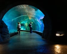 <p>Afrykarium we wrocławskim zoo - Kanał Mozambicki</p>