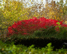 <p>Arboretum Wojsławice jesienią</p>