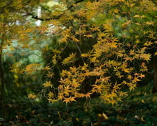 <p>Arboretum Wojsławice jesienią</p>