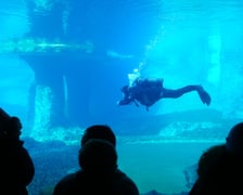 10. urodziny Afrykarium - 26.10.2024. Nurek z kapsułą w basenie pingwinów