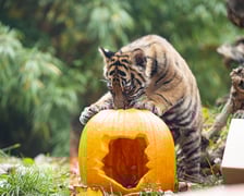 Tygrysy sumatrzańskie z wrocławskiego zoo