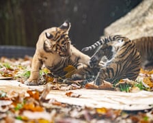 Tygrysy sumatrzańskie z wrocławskiego zoo